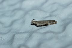 Hypatima excellentella