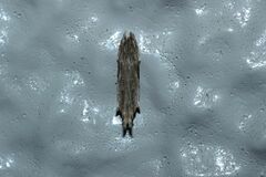 Hypatima excellentella