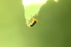 Cryptocephalus scitulus