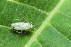 Compsidolon salicellum