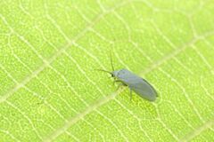 Coniopteryginae