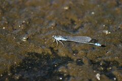 Paracercion calamorum