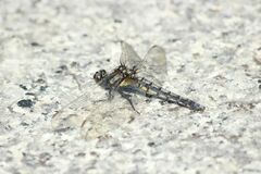 Orthetrum japonicum