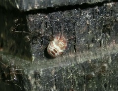 Alcimocoris japonensis