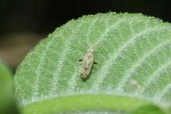 Compsidolon salicellum