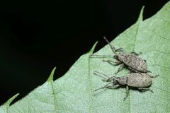 Nothomyllocerus griseus