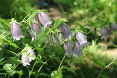 Campanula punctata punctata