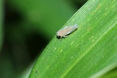 Phlogotettix cyclops