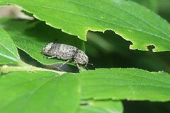 Ozotomerus japonicus