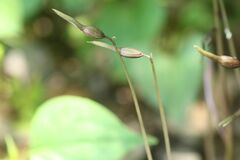 Nervilia nipponica