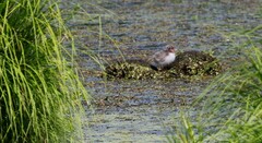 Sterna hirundo longipennis