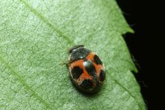 Platynaspidius maculosa