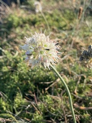 Allium ericetorum