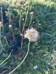 Allium ericetorum