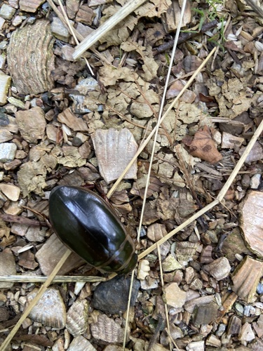 Great Diving Beetle, Callantsoog, Noord-Holland, NL, photo 6 of 10
