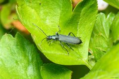 Ischnomera cinerascens