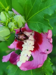 Popillia japonica