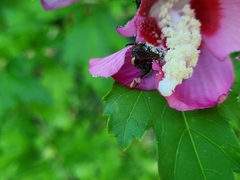 Popillia japonica