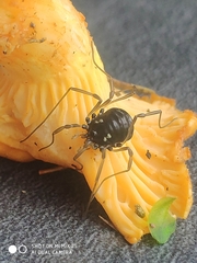 Paranemastoma quadripunctatum