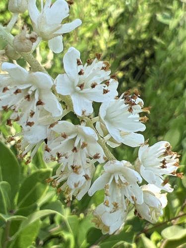 Clethra tomentosa (Clethra tomentosa)