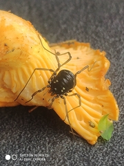 Paranemastoma quadripunctatum