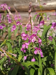 Chamaenerion angustifolium