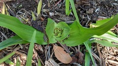 Colchicum eucomoides