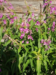 Chamaenerion angustifolium