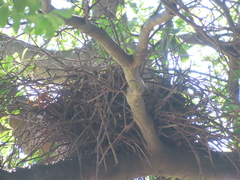 Gorsachius melanolophus