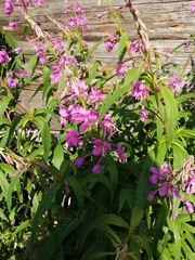 Chamaenerion angustifolium