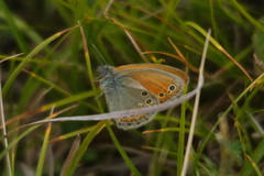 Coenonympha amaryllis