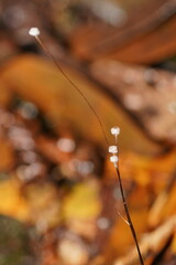 Marasmius crinis-equi