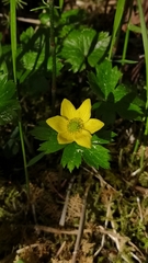 Anemonastrum richardsonii