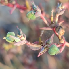 Euphorbia microsphaera