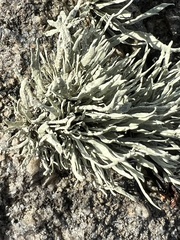 Ramalina siliquosa