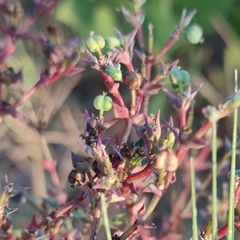 Euphorbia microsphaera