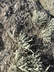 Ramalina siliquosa