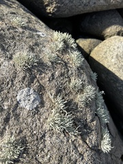 Ramalina siliquosa