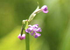 Platanthera psycodes