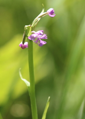 Platanthera psycodes