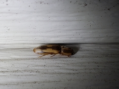 Conoderus vespertinus