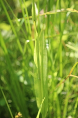 Platanthera psycodes