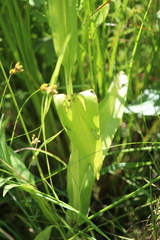 Platanthera psycodes