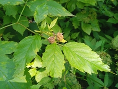 Rubus idaeus