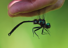 Somatochlora tenebrosa