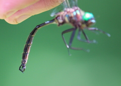 Somatochlora tenebrosa