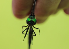 Somatochlora tenebrosa