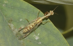 Mantispa