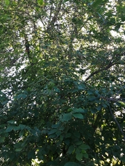 Prunus padus