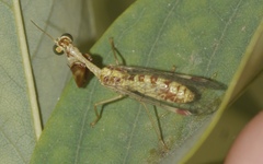Mantispa